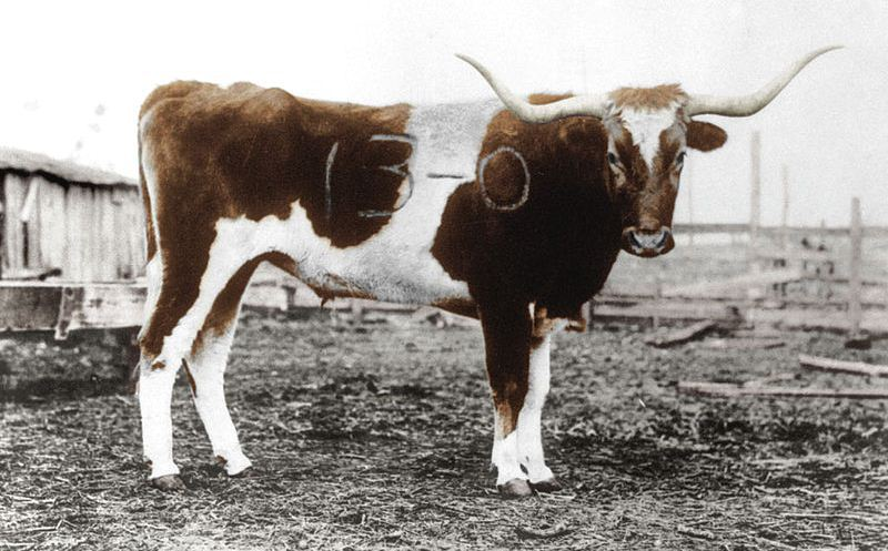 Branded Bevo 13-0