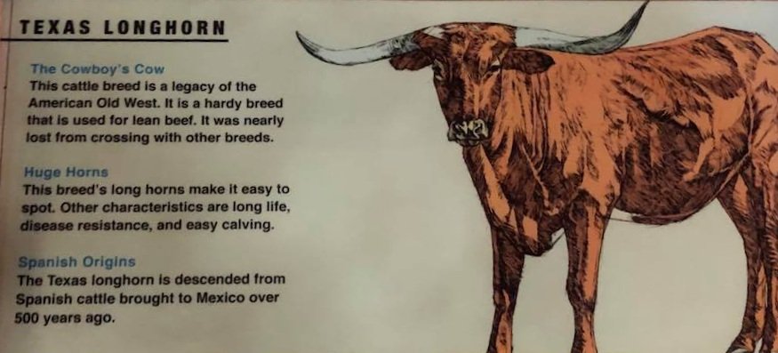 longhorn+history.jpg